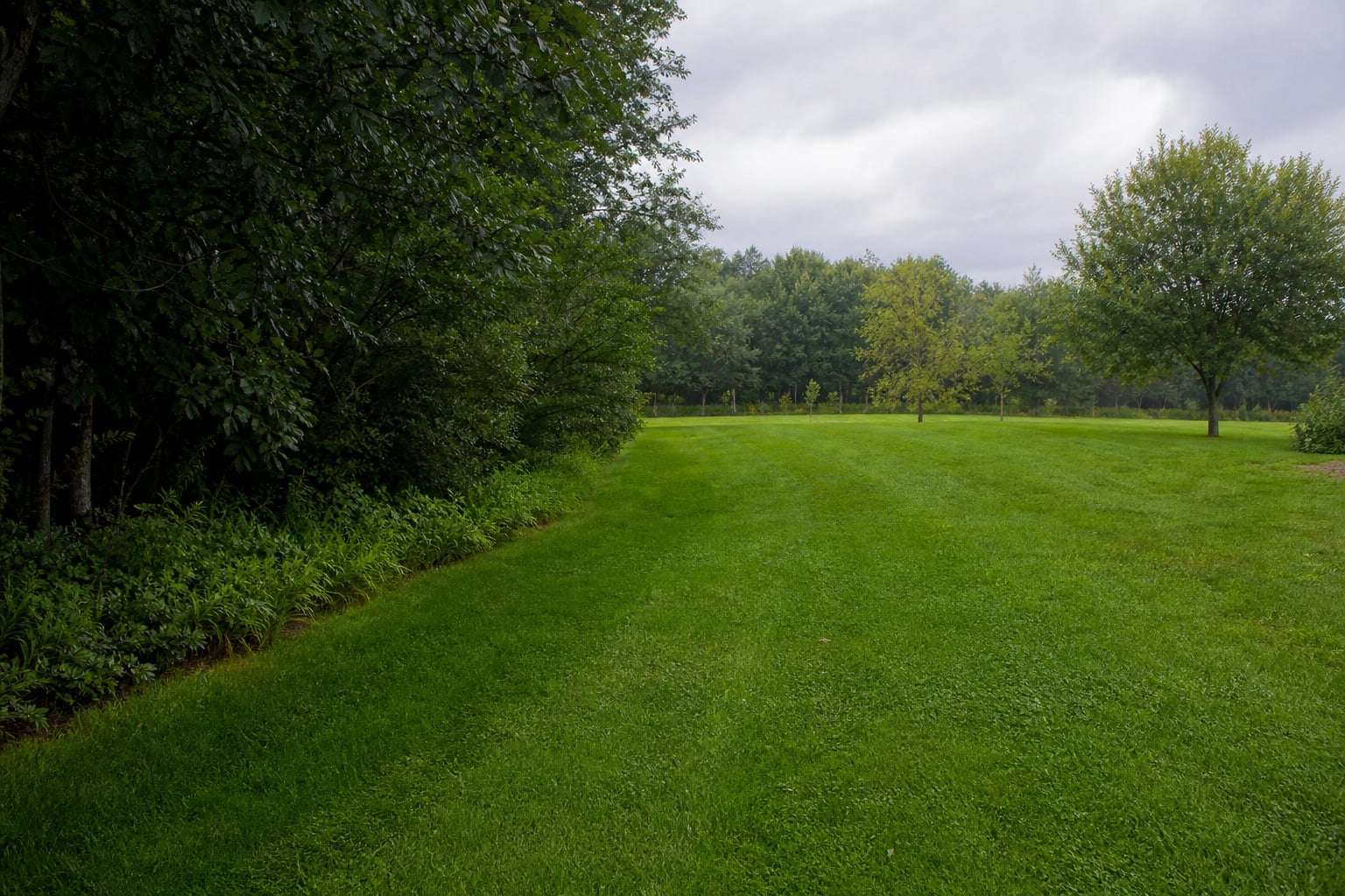 Green lawn over a private drainage field in soft daylight
